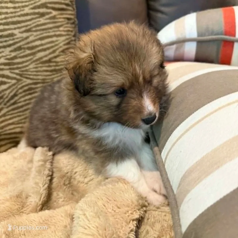 Stargell – Shetland Sheepdog puppy for sale in Aliquippa, PA