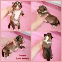 Tsunami, a female Shetland Sheepdog for sale in Aliquippa, PA – 5 of 5