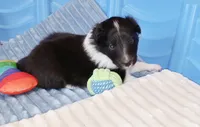 Bristol, a female Shetland Sheepdog for sale in Aliquippa, PA – 5 of 10
