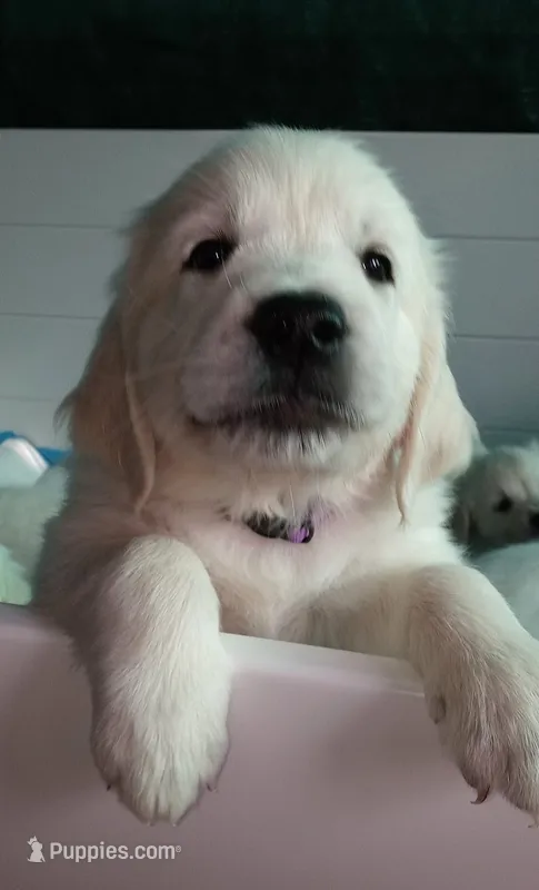King – English Cream Golden Retriever puppy for sale in Aliquippa, PA