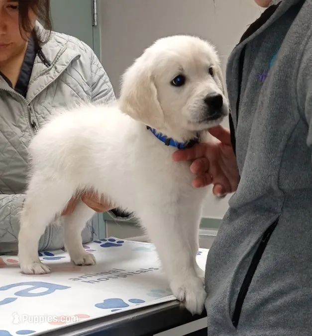 Bishop – English Cream Golden Retriever puppy for sale in Aliquippa, PA