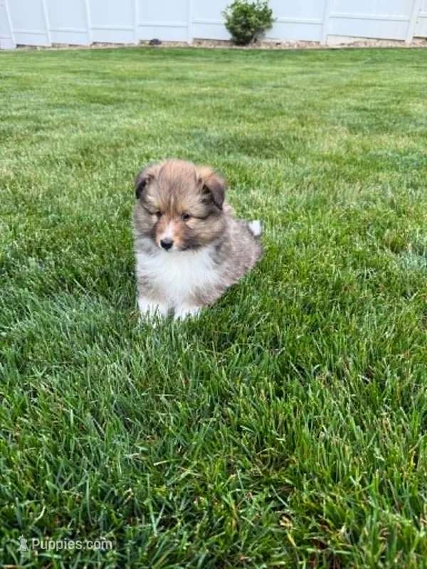 Stargell – Shetland Sheepdog puppy for sale in Aliquippa, PA