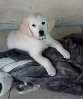 Checkmate, a female English Cream Golden Retriever for sale in Aliquippa, PA – 6 of 8