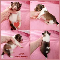Coral, a female Shetland Sheepdog for sale in Aliquippa, PA – 5 of 5