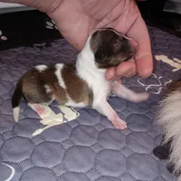 Coral, a female Shetland Sheepdog for sale in Aliquippa, PA – 3 of 7