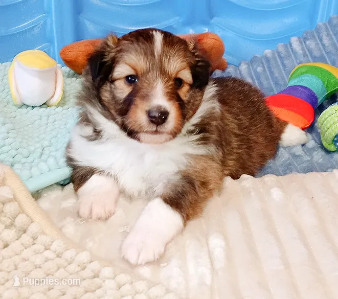Daytona – Shetland Sheepdog puppy for sale in Aliquippa, PA