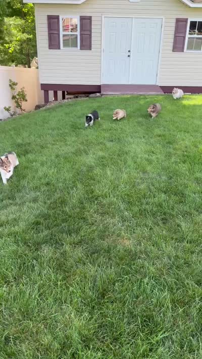 Leyland, a male Shetland Sheepdog for sale in Aliquippa, PA – 6 of 10