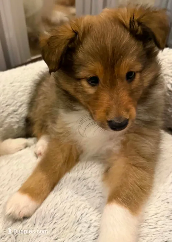 Skipper – Shetland Sheepdog puppy for sale in Aliquippa, PA