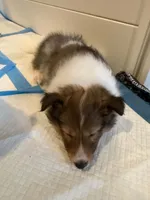 Coral, a female Shetland Sheepdog for sale in Aliquippa, PA – 3 of 10