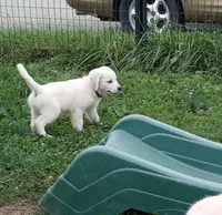 Pawn, a female English Cream Golden Retriever for sale in Aliquippa, PA – 2 of 10