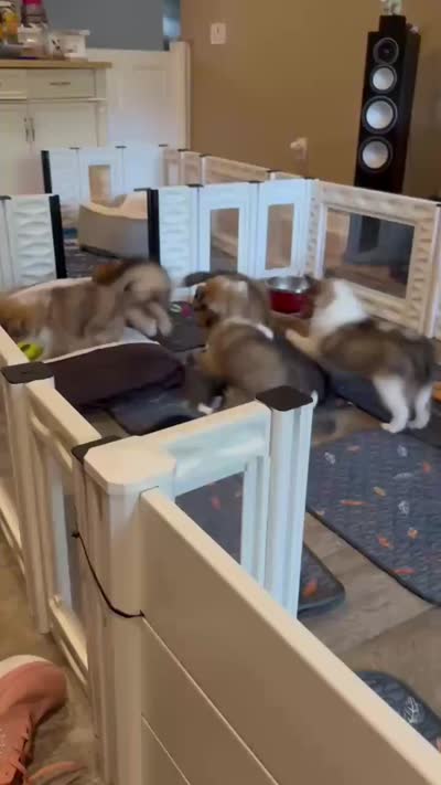 Leyland, a male Shetland Sheepdog for sale in Aliquippa, PA – 10 of 10
