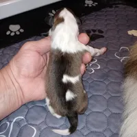 Coral, a female Shetland Sheepdog for sale in Aliquippa, PA – 7 of 7