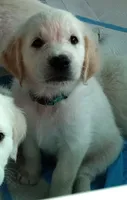 Gambit, a male English Cream Golden Retriever for sale in Aliquippa, PA – 4 of 10