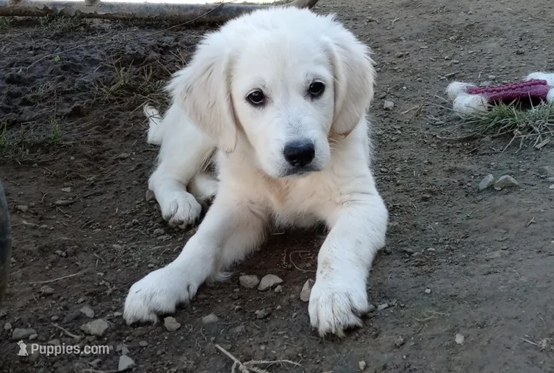 Pawn – English Cream Golden Retriever puppy for sale in Aliquippa, PA