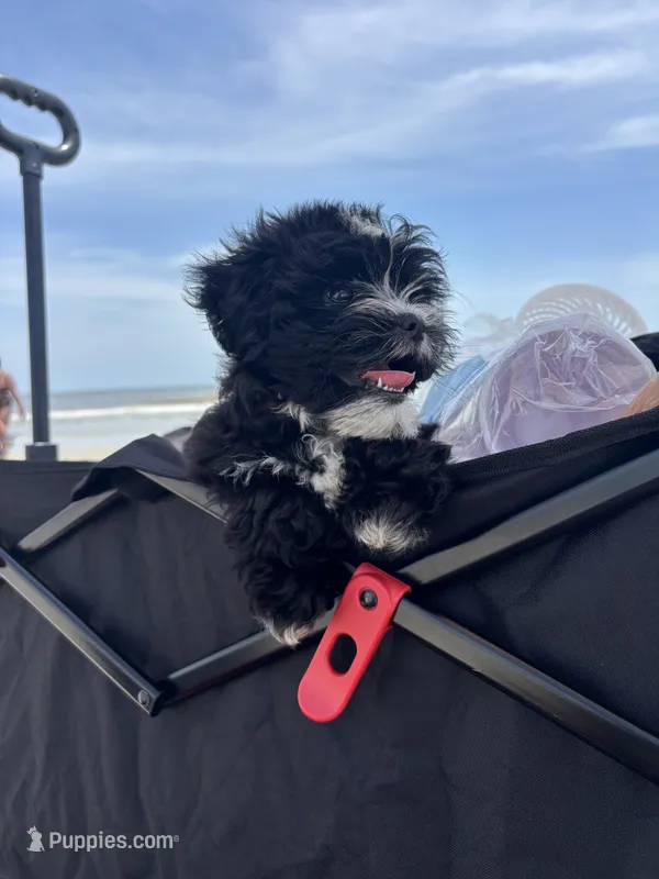 Luna – Havanese, Shih Tzu puppy for sale in Clarkston, GA