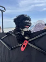 Luna, a female Havanese and Shih Tzu for sale in Clarkston, GA – 1 of 2