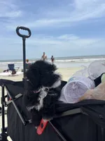 Luna, a female Havanese and Shih Tzu for sale in Clarkston, GA – 2 of 2