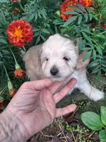 Talulah , a female Goldendoodle for sale in Louisa, VA – 10 of 10