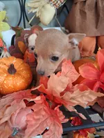 Peanut micro tiny, a male Chihuahua for sale in Louisa, VA – 4 of 5