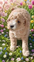 Abby, a female Poodle - Miniature  for sale in Richmond City, VA – 1 of 6