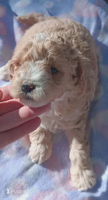 Abby – Goldendoodle puppy for sale in Richmond City, VA