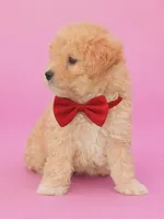 Abby, a female Poodle - Miniature  for sale in Richmond City, VA – 5 of 6