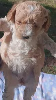 Abby, a female Poodle - Miniature  for sale in Richmond City, VA – 3 of 6