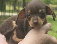 Sheba Tea Cup, a female Chihuahua and Yorkshire Terrier for sale in Louisa, VA – 3 of 7
