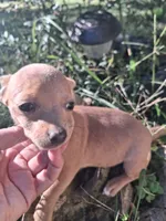 Fawn little female, a female Chihuahua for sale in Louisa, VA – 7 of 7