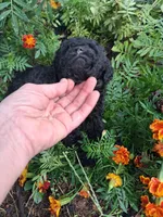 Princess, a female Goldendoodle for sale in Louisa, VA – 4 of 5