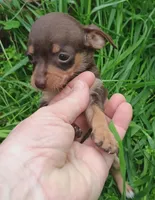 Precious , a male Yorkshire Terrier and Poodle - Miniature  for sale in Richmond City, VA – Photo 3 of 3