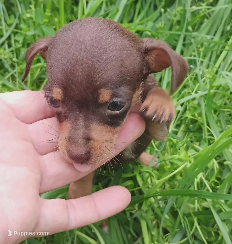 Precious  – Yorkshire Terrier, Poodle - Miniature  puppy for sale in Richmond City, VA