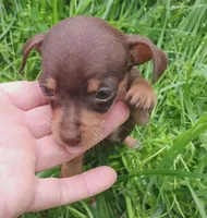 Precious , a male Yorkshire Terrier and Poodle - Miniature  for sale in Richmond City, VA – Photo 1 of 3