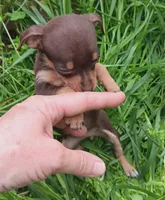 Precious , a male Yorkshire Terrier and Poodle - Miniature  for sale in Richmond City, VA – Photo 2 of 3