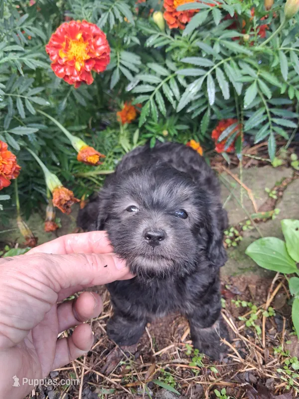 Tucker – Goldendoodle puppy for sale in Louisa, VA