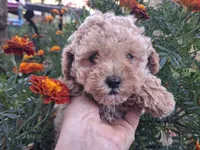 Precious, Apricot toy poodle, a female Poodle - Miniature  for sale in Louisa, VA – 4 of 6