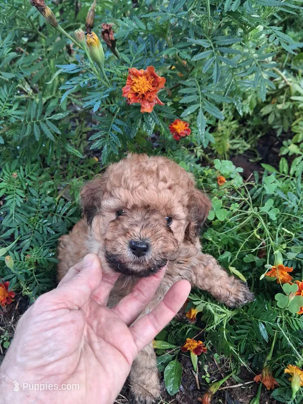 Tanner – Goldendoodle puppy for sale in Louisa, VA