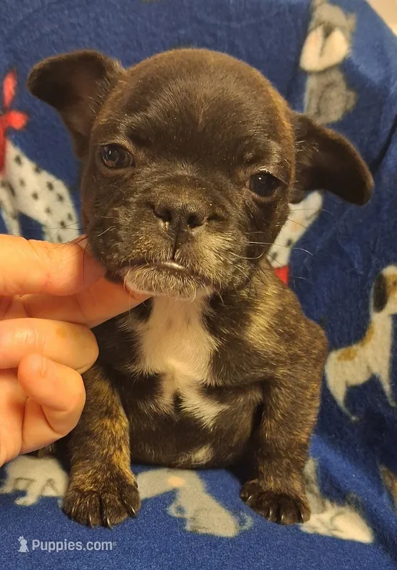 Tank – French Bulldog puppy for sale in Louisa, VA
