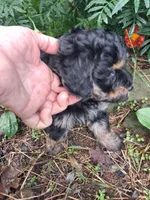 Phantom male, a male Goldendoodle for sale in Louisa, VA – 5 of 6