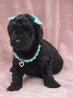 Ari, a female Poodle - Miniature  for sale in Richmond City, VA – Photo 1 of 3