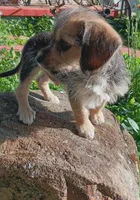 Tucker, a male Yorkipoo for sale in Richmond City, VA – 2 of 10