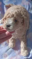 fancy, a female Poodle - Miniature  for sale in Richmond City, VA – 1 of 10
