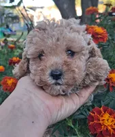 Precious, Apricot toy poodle, a female Poodle - Miniature  for sale in Louisa, VA – 5 of 6
