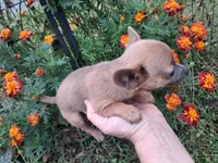 Chico tiny male, a male Pomchi for sale in Louisa, VA – 3 of 7