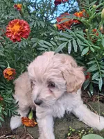 Talulah , a female Goldendoodle for sale in Louisa, VA – 3 of 10