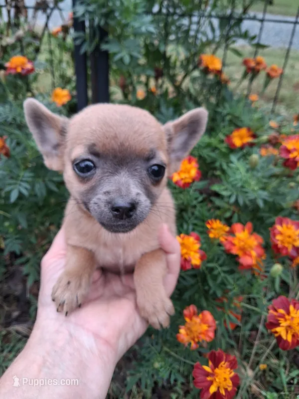 Chico tiny male – Pomchi puppy for sale in Louisa, VA