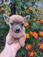 Chico tiny male, a male Pomchi for sale in Louisa, VA – 1 of 7