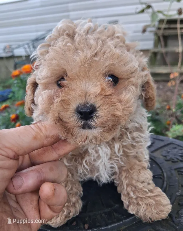 Precious, Apricot toy poodle – Poodle - Miniature  puppy for sale in Louisa, VA