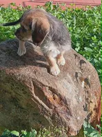 Tucker, a male Yorkipoo for sale in Richmond City, VA – 3 of 10
