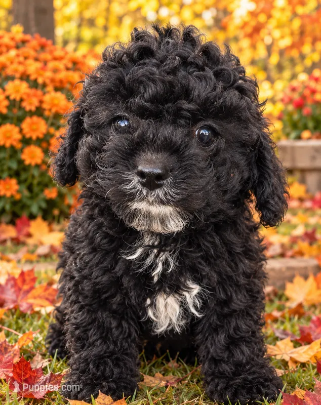 Midnight toy poodle – Poodle - Miniature  puppy for sale in Louisa, VA